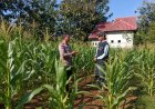 Tanaman Jagung Tumbuh Subur, Bhabinkamtibmas Winong Sambangi Petani