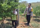 Dorong Kemandirian Ekonomi Keluarga melalui Tanaman Produktif